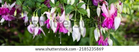 A horizontal banner of multiple Seventh Heaven fuchsia blooms, a giant hybrid.  