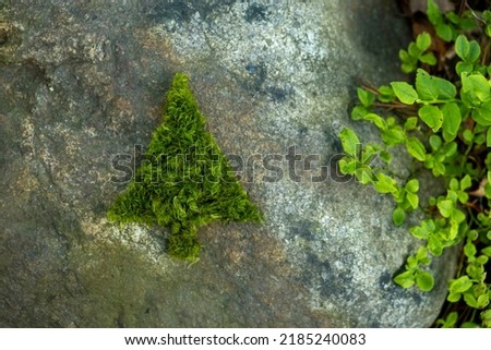 Silhouette of Christmas fir tree made of moss on a rock background. Green Christmas.