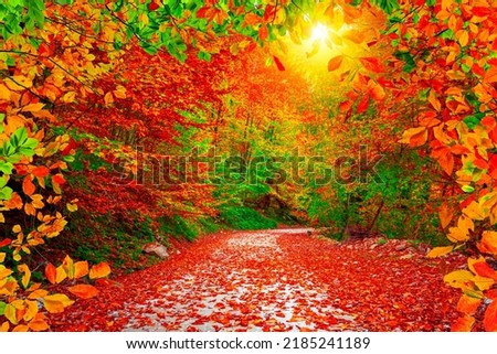 autumn landscape in forest. Colorful trees and footpath road in autumn season. colorful leaves of autumn in nature. Autumn colors in stunning forest landscape. nature scenery in beautiful jungle.