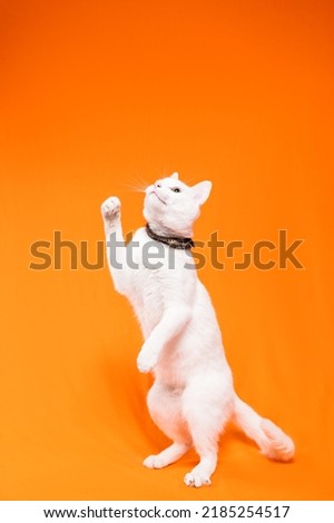 portrait of young white cat on orange background. Tenderness, game, innocence.