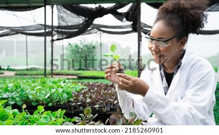 African American Plant Genetic Expert researcher holding young Plant for research with other species vegetables in organic farm. Good quality products. Scientist in greenhouse. Earths day concept Royalty-Free Stock Photo #2185260901
