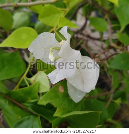 White bougainvillea flowers in my garden.Natural color. Macro photography