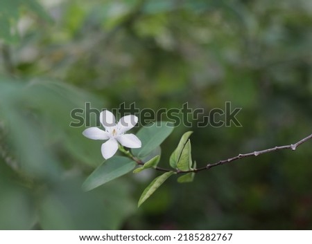 Close up White flower, Thailand