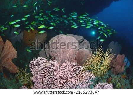 under water pictures of Maldive 