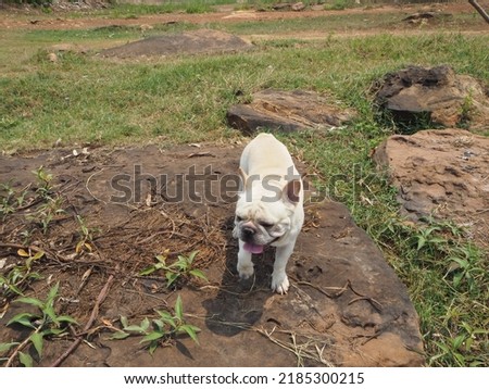 French bulldog standing on the ground in the park