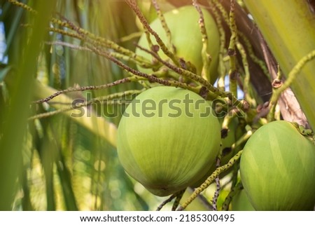 Selective focus, coconuts coconut trees in agricultural plantations
organic coconut cultivation 