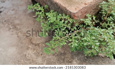 Pilea microphylla also known as angeloweed, rockweed, artillery plant, joypowder plant or brilhantina. It belongs to the family Urticaceae. Weed or wild grass grow alongside the brick. Royalty-Free Stock Photo #2185303083