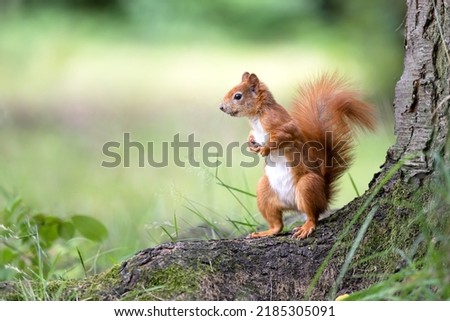 A squirrel jumps around the park looking for nuts.