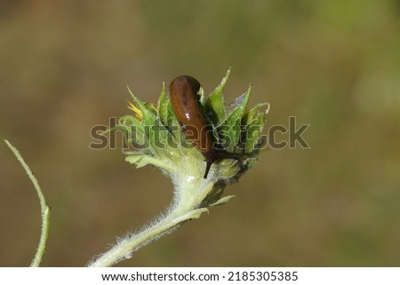 Red slug (Arion rufus) or Spanish slug (Arion vulgaris), family roundback slugs (Arionidae). Feeding on a common sunflower (Helianthus annuus) in a Dutch garden. Summer, July, Netherlands              Royalty-Free Stock Photo #2185305385