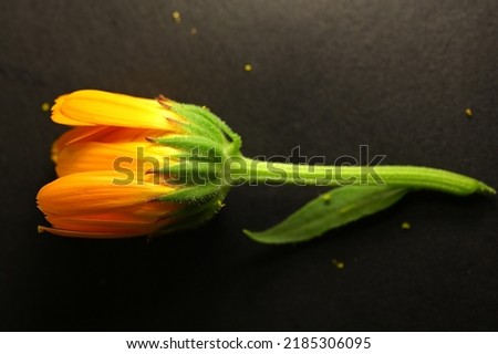 calendula flower on black background