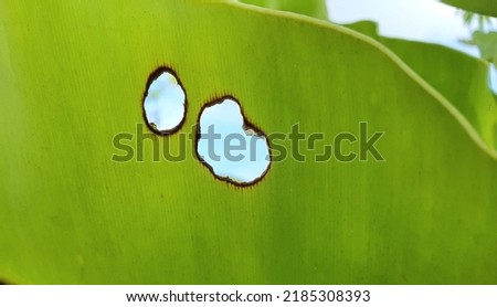 Picture of holes in green fern leaves caused by caterpillars. Ferns are commonly used to decorate gardens or shops, especially coffee shops for the beauty and shadyness of cafes.