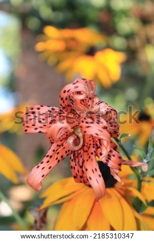 A closer look to a tiger lily flower