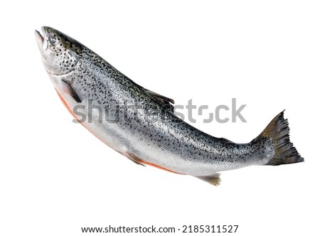 Whole salmon isolated on white. Atlantic salmon. gutted fish carcass. eviscerated carcass salmon. Sea fish, healthy food. carcass of atlantic salmon Royalty-Free Stock Photo #2185311527