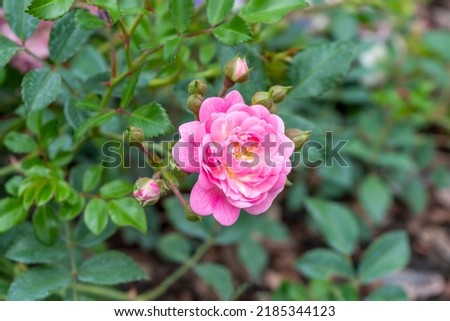 Beautiful blooming pink bud Rosa polyantha The Fairy close-up. Photo for a garden center or plant nursery catalog. Garden bush against a background of green foliage in a park.
