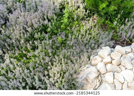 Lush purple-white inflorescences of a ground cover ornamental perennial plant Thymus serpyllum against the background of stones. Photo for catalog of plants. Garden center or plant nursery. Close-up.