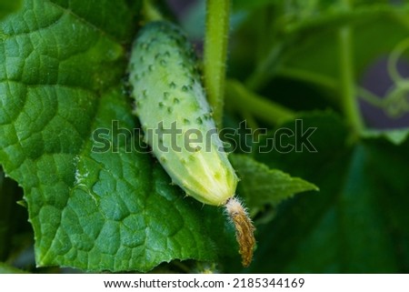 Young plants blooming cucumbers with yellow flowers, close-up on a background of green leaves. Growing and blooming young cucumbers on a branch in a greenhouse. Close-up
