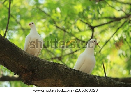 Dove perched on a tree branch