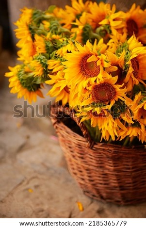 Beautiful floral deco. A lot of sun flower plants in a mat wood basket photographed in a village background. Floral photography.
