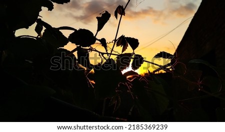 Close-up silhouette of leaves with blurred view at sunset