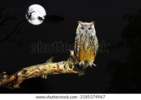 Owl in tree image. Picture of owl in tree in the night.