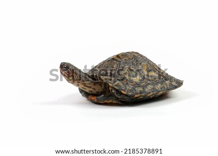 Ornate Wood Turtle closeup from side view, Ornate Wood Turtle "Glyptemys insculpta" closeup on isolated background Royalty-Free Stock Photo #2185378891