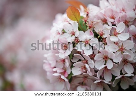 Close-up of the beautiful spring pink cherry flowers. Blooming sakura branch. Selective focus.