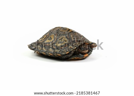 Ornate Wood Turtle closeup from side view, Ornate Wood Turtle "Glyptemys insculpta" closeup on isolated background Royalty-Free Stock Photo #2185381467