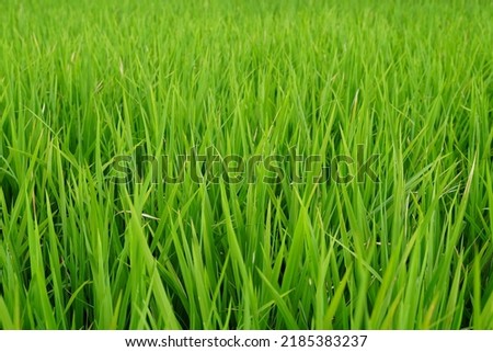 pictures of grass, rice in rural rice fields