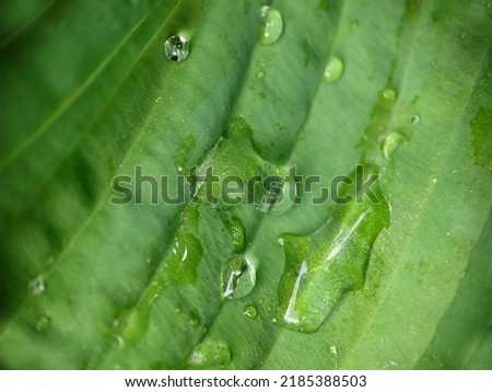 Background image of water droplets on a green leaf