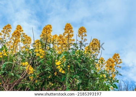 Yellow inflorescences of the golden wonder tree among green foliage, isolated against a blue sky. Cassia excelsa growing in Tenerife in the Canary Islands, Spain. Floral background with copy space Royalty-Free Stock Photo #2185393197