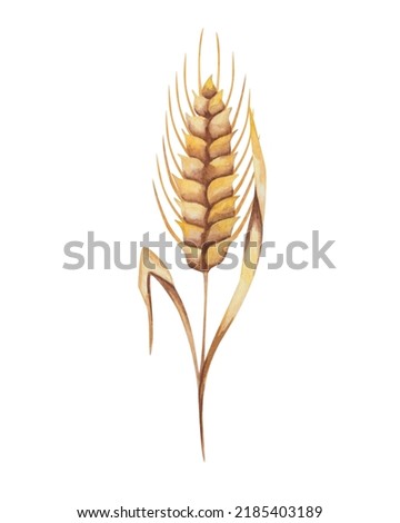 Watercolor illustration of hand painted golden yellow ear of rye, spike of wheat with leaves. Plant with grain part. Crop from agrucultural field. Autumn harvest. Isolated food clip art for prints