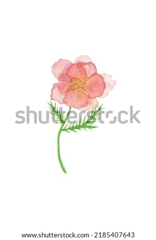 pink watercolor flowers, pink rose
