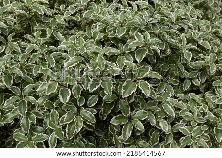 variegated leaves of Pittosporum tenuifolium silver queen shrub Royalty-Free Stock Photo #2185414567
