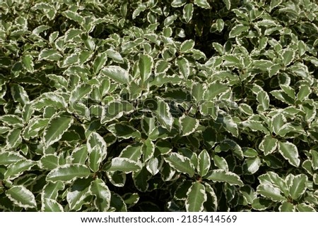 variegated leaves of Pittosporum tenuifolium silver queen shrub Royalty-Free Stock Photo #2185414569