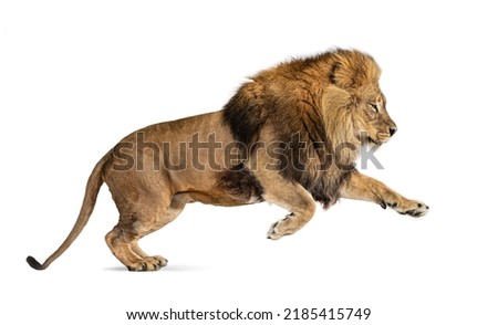 Male adult lion, Panthera leo, leaping, isolated on white Royalty-Free Stock Photo #2185415749
