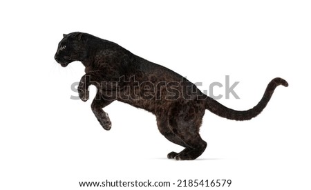 Black Spotted leopard, panthera pardus, leaping, isolated on white Royalty-Free Stock Photo #2185416579