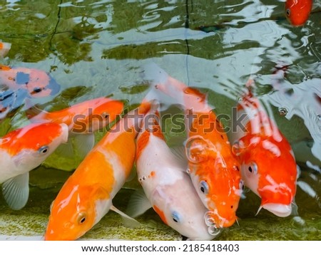 Koi fish in a small pond are fighting for food