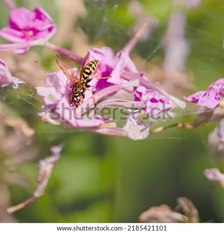 paper wasp on flower in garden
