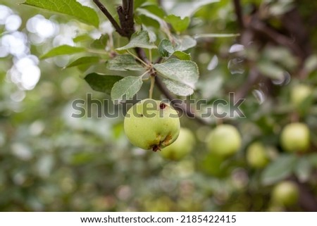 A green worm-eaten apple weighs on a tree branch in the garden. An apple affected by the disease, on a branch of an apple tree in the garden. A sick spoiled apple in close-up. Royalty-Free Stock Photo #2185422415