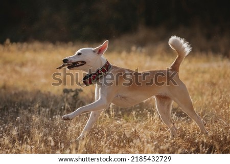 Funny portrait of a female dog running with a stick on the golden grass