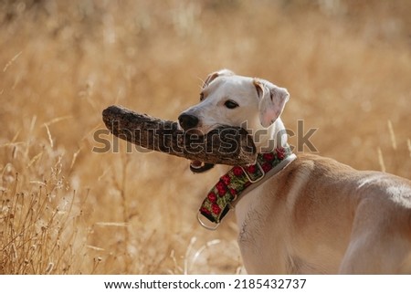 Funny face portrait of a dog with a firewood against a background of golden grass