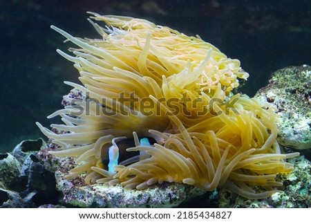 The nemos live in these stinging bladder anemones. 