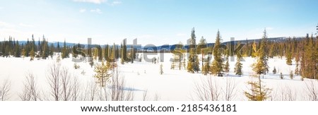 Young pine trees after a blizzard on a clear day. Mountain peaks in the background. Idyllic winter landscape. Ecology, environment, climate change, global warming. Finland, Lapland