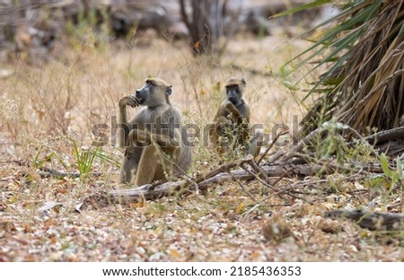 Yellow Baboon foraging in natural bush land habitat in protected East African national park