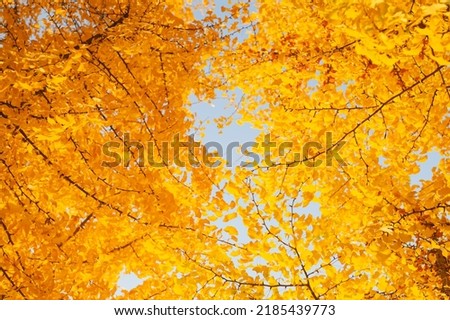 a yellow-leaved autumn ginkgo tree