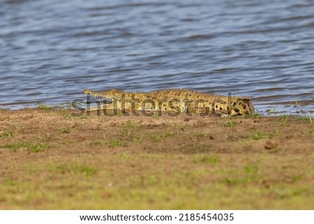 Crocodile on the bank of the Rufiji River in Tanzania, East Africa