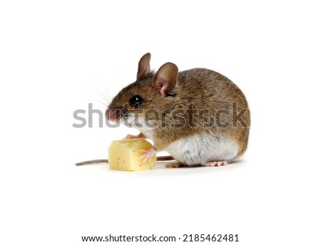 Mouse with cheese isolated on white background 