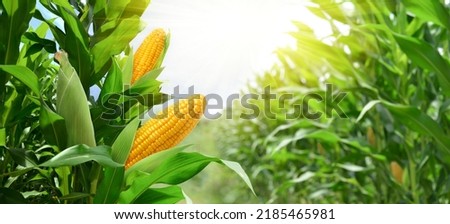 Corn cobs in corn plantation field. Royalty-Free Stock Photo #2185465981