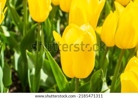 Yellow tulips outdoor. Spring tulipa flowers flowerbed, sunny tulip petals and buds