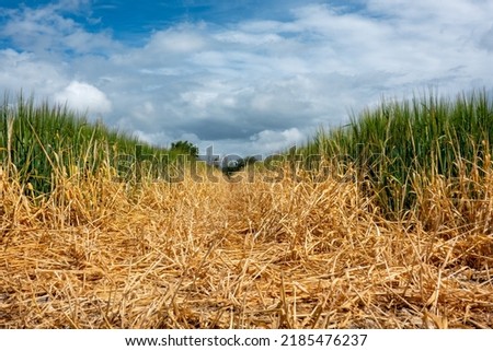 Weedkiller (herbicide) used extensively to maintain public footpaths across arable farmland in the South Downs National Park, Sussex, England. Looking along a path across cereal crops at ground level. Royalty-Free Stock Photo #2185476237